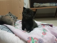 Kusursuz Scottish Fold Lilac/Black Yavrular