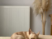 Dişi chihuahua köpeğime eş arıyorum