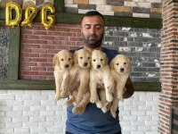 BABY FACE GOLDEN RETRIEWER YAVRULARIMIZ SAFKAN BELGELİ