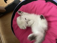 3 aylık dişi scottish fold