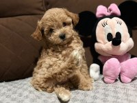 Maltipoo dişi