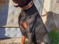 Doberman yavrular