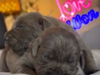 Cane corso blue bebeklerimiz için acele edin