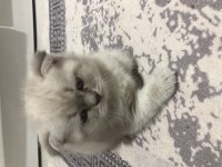 2,5 aylık yavru scottish fold