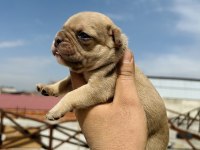 Egzotik french bulldog bebekler yeni yuvasını bekliyor