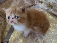 Safkan Şecereli Exotic Shorthair Garfıeld yavrum