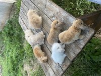 Hollanda Lop Ve Hollanda Mini Lop Tavşanlar