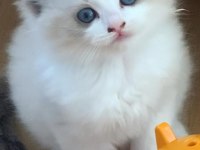 Safkan Şecereli Yavru Dişi Ragdoll