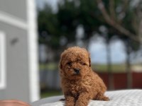 Aa kalite Kore toy poodle