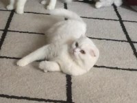 2 yaşında scottish fold kızımıza yuva arıyoruz