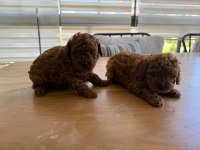 TOY POODLE YAVRULARIMIZ
