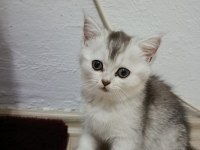 British shorthair silver renk
