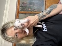 Maltese Yavrular