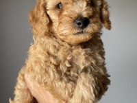 Toy poodle yavrularımız yeni yuvalarını arıyor
