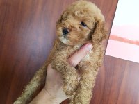 POODLE YAVRULARI ÜCRETSİZ DEĞİLDİR