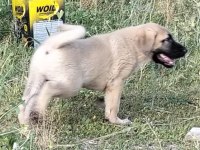 2 Aylık Safkan Kangal