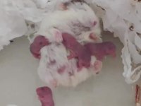 Gonzales Hamster Yavru Yetişkin