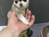 Mini şivava bebişler mamaya başladı