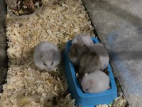 HAMSTER KARGO VAR