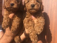 A kalite toy poodle yavrularım