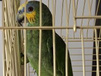 Çok Uygun Amazonica Papağanı