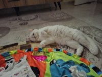 British shorthair oğlumuz yeni ailesini arıyor