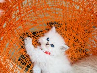 British Longhair Tüm Eşyalarıyla