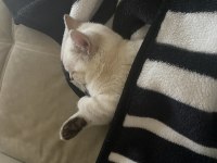 British shorthair dişi kedimiz yeni yuvasını arıyor