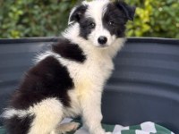 Petmode Köpek Çiftliğinden border coli yavrularımız
