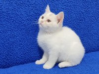 Bal Gözlü Ponçik Yeni Sahibini Arıyor 