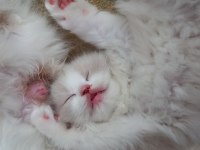 Safkan Ragdoll Bebekler