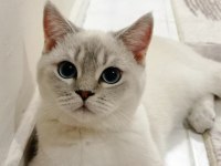 Mavi gözlü british shorthair blue point