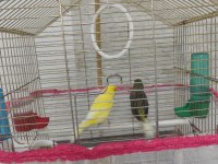 Çift kanarya
