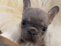 Ev bakımı french bulldog yavrularım