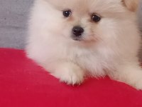 Pomeranian Boo Erkek