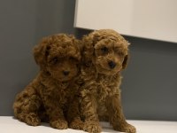 Biblo poodle bebeklerim yeni yuvasını arıyor