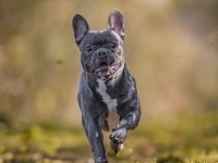 Yavru Fransız Bulldog