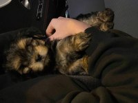 Maltipoo acil sahiplendirme