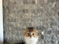 SCOTTISH FOLD SEVİMLİ YAVRULARIM