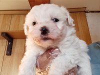 Maltese Terrier Bebekler