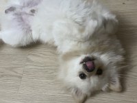 Pomeranian bebisim yeni yuvasını arıyor