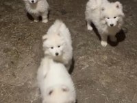 Samoyed Yavrularımız