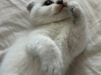 1.5 aylık tuvalet eğitimli mavi gözlü scottish fold