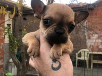 Uygun french bulldog yavrularımız yeni yuvasına hazır