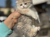 A kalite tricolor dişi scottish fold yavrumuz