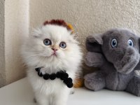 Scottish Fold Longhair