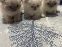British shorthair blue point ve gri bebeklerimiz