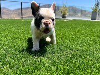PİRATE FRENCH BULLDOG PUPPİES EĞİTİMLİ
