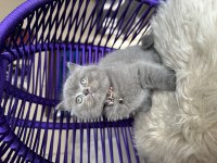 British Shorthair Safkan Yavru