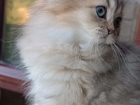 British longhair dişi